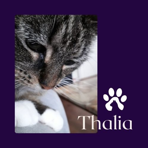 Picture of Daan Katz's cat: Thalia