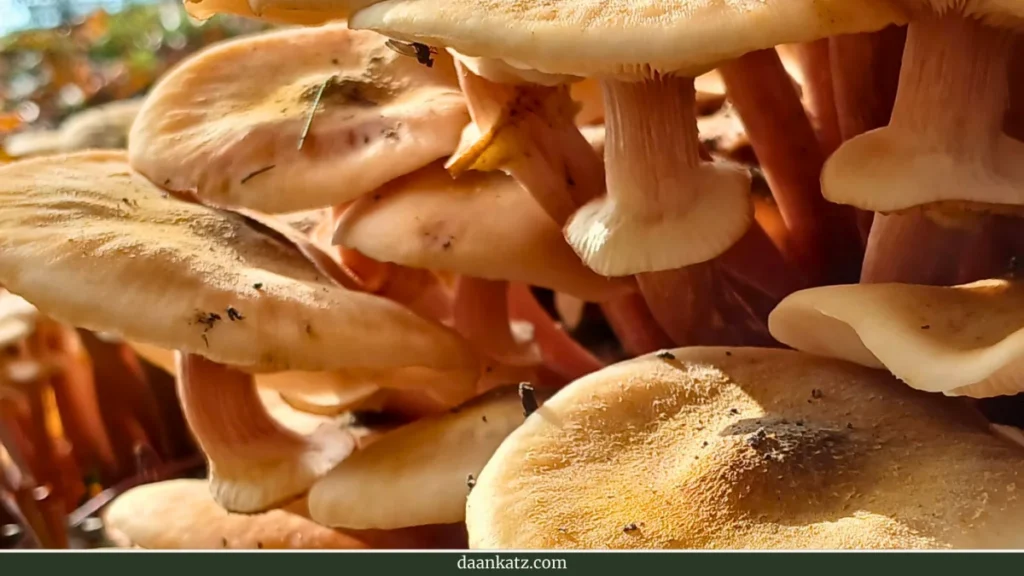 A dense cluster of tan mushrooms growing from the ground in Sonsbeek Park.