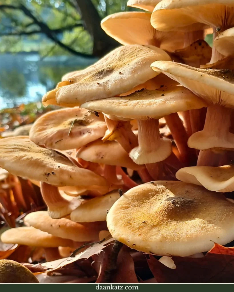 A dense cluster of tan mushrooms growing from the ground in Sonsbeek Park.