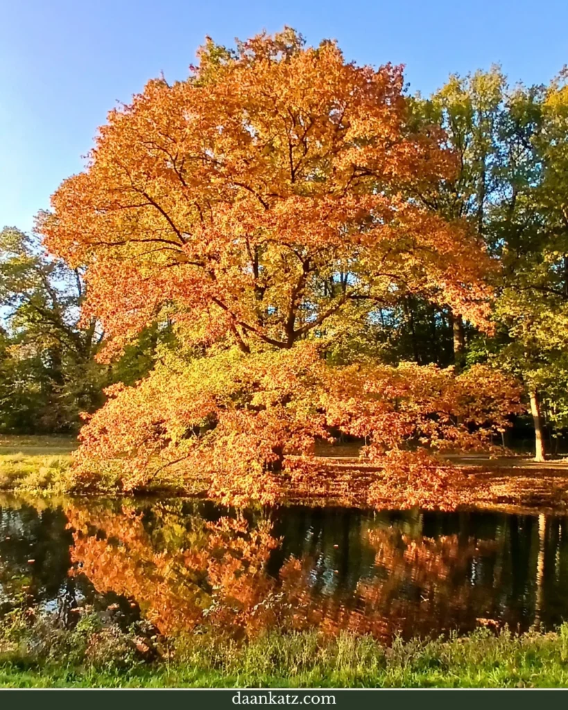 A large tree with orange autumn leaves reflected in a calm pond at Sonsbeek Park.