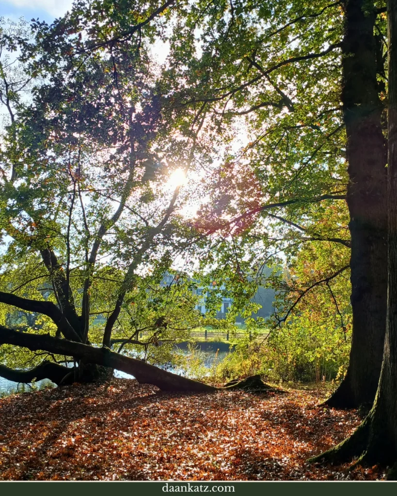 Sunlight filters through trees in an autumn forest at Sonsbeek Park, with fallen leaves covering the ground near a pond.